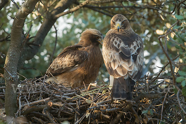 Zwergadler (Aquila pennata)