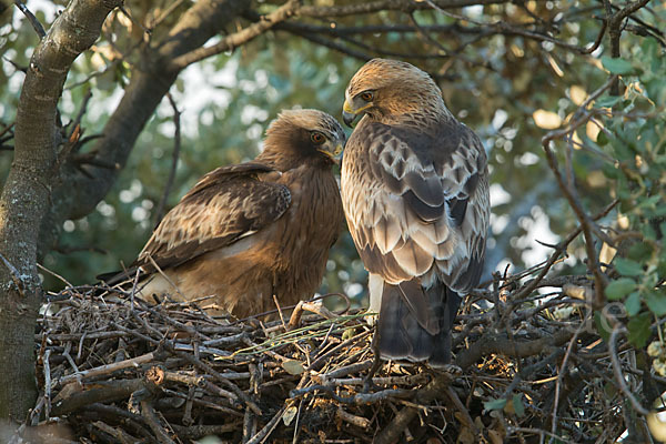 Zwergadler (Aquila pennata)