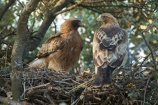 Zwergadler (Aquila pennata)