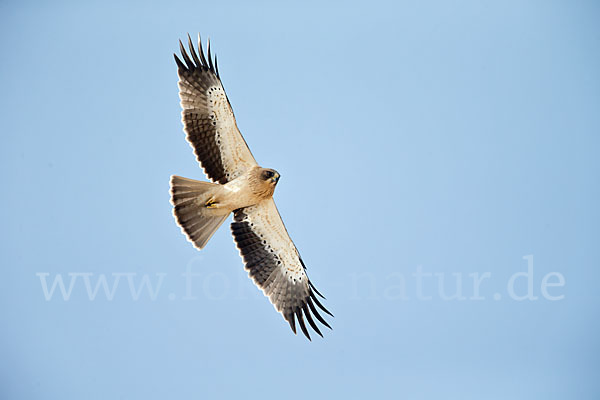 Zwergadler (Aquila pennata)