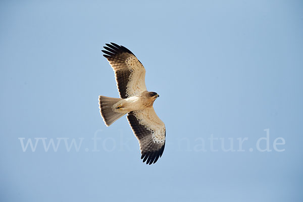 Zwergadler (Aquila pennata)