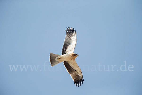 Zwergadler (Aquila pennata)