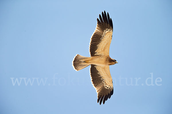 Zwergadler (Aquila pennata)