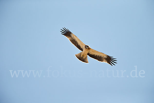 Zwergadler (Aquila pennata)