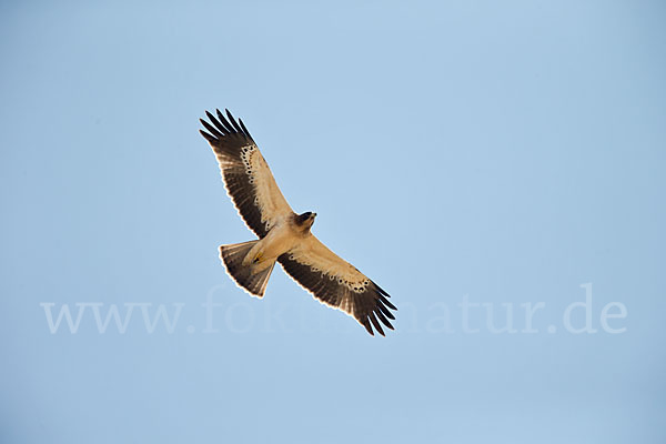 Zwergadler (Aquila pennata)