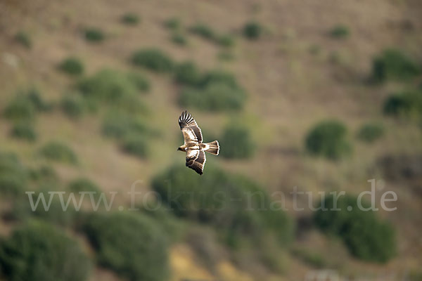 Zwergadler (Aquila pennata)