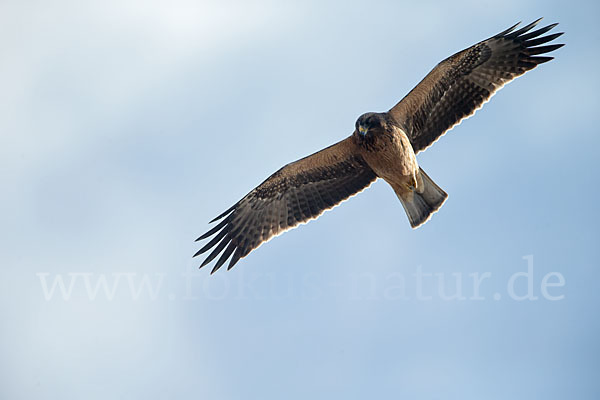 Zwergadler (Aquila pennata)