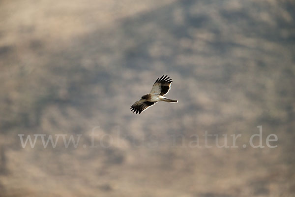 Zwergadler (Aquila pennata)