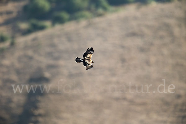 Zwergadler (Aquila pennata)