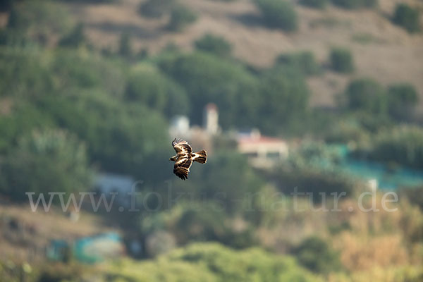 Zwergadler (Aquila pennata)