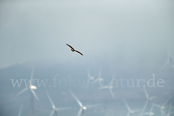 Zwergadler (Aquila pennata)