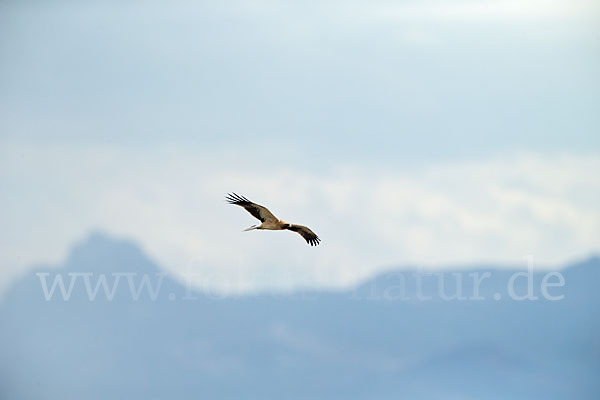 Zwergadler (Aquila pennata)