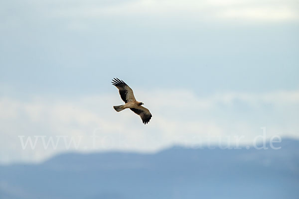 Zwergadler (Aquila pennata)