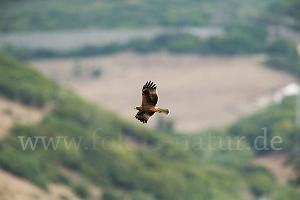 Zwergadler (Aquila pennata)