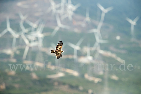 Zwergadler (Aquila pennata)