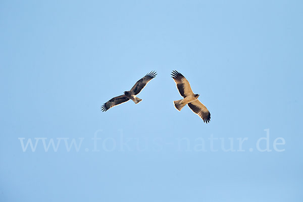 Zwergadler (Aquila pennata)