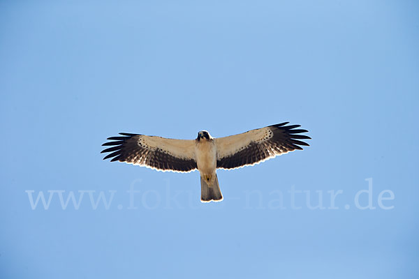 Zwergadler (Aquila pennata)