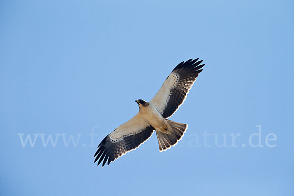 Zwergadler (Aquila pennata)