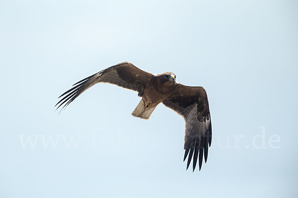 Zwergadler (Aquila pennata)