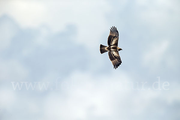 Zwergadler (Aquila pennata)