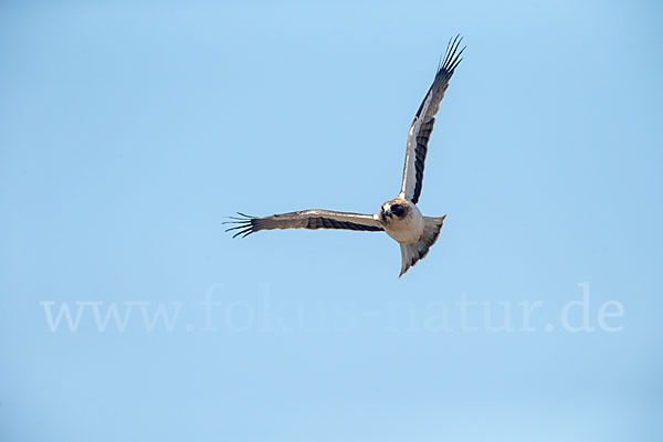 Zwergadler (Aquila pennata)