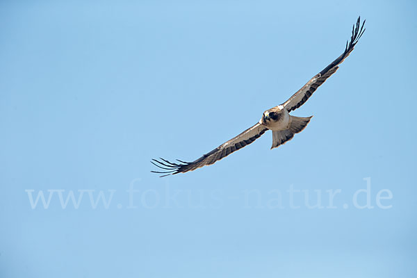 Zwergadler (Aquila pennata)