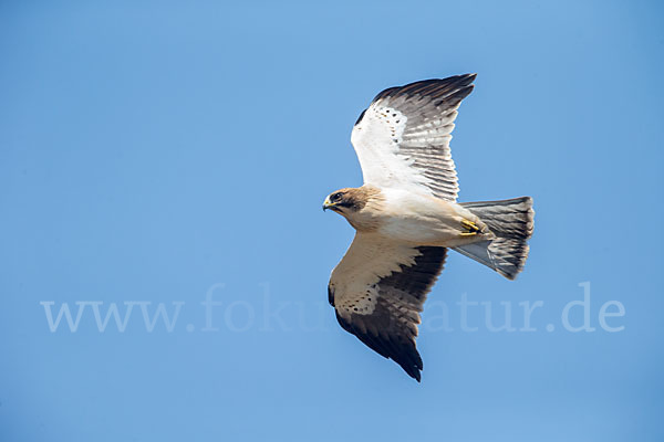 Zwergadler (Aquila pennata)