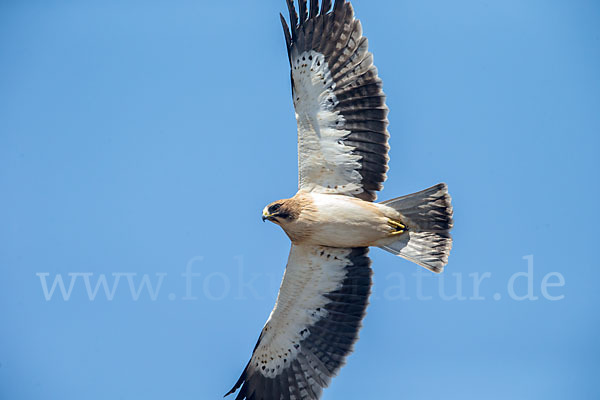 Zwergadler (Aquila pennata)