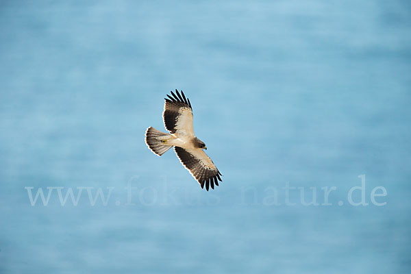 Zwergadler (Aquila pennata)