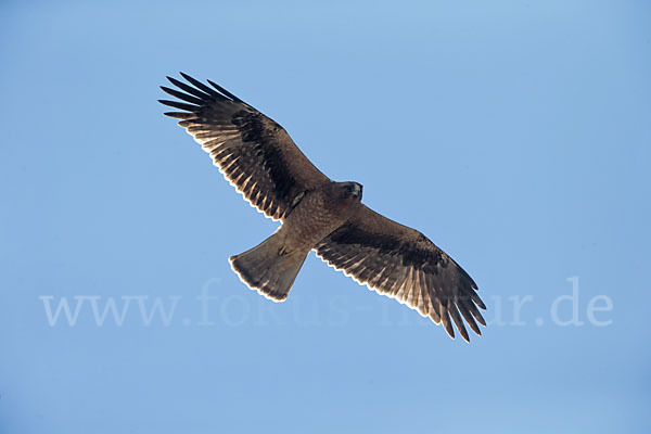 Zwergadler (Aquila pennata)