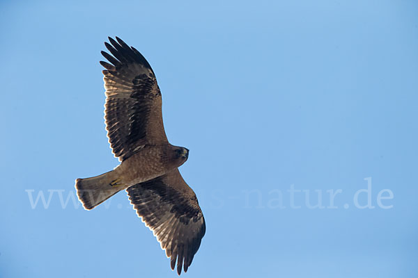 Zwergadler (Aquila pennata)