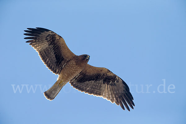 Zwergadler (Aquila pennata)