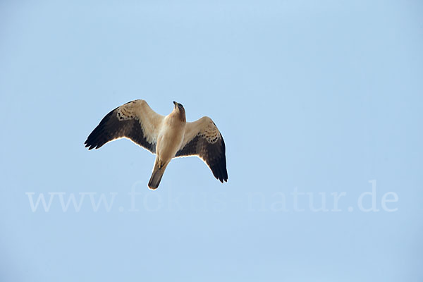 Zwergadler (Aquila pennata)