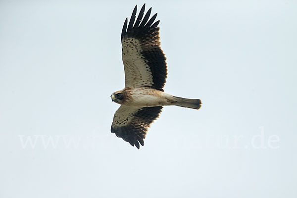 Zwergadler (Aquila pennata)