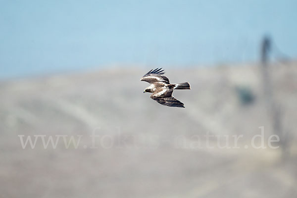 Zwergadler (Aquila pennata)