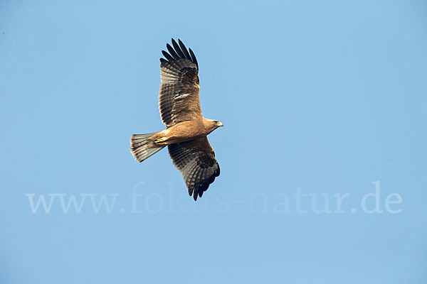 Zwergadler (Aquila pennata)