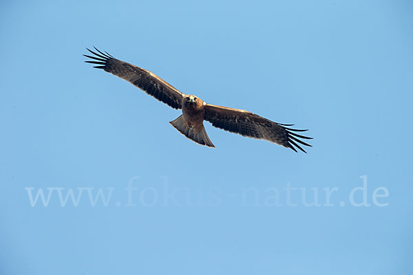 Zwergadler (Aquila pennata)