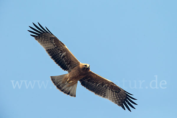 Zwergadler (Aquila pennata)