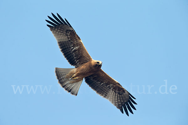 Zwergadler (Aquila pennata)