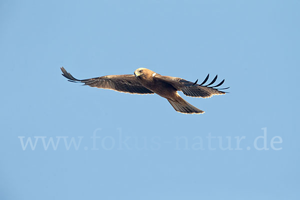 Zwergadler (Aquila pennata)