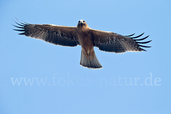 Zwergadler (Aquila pennata)