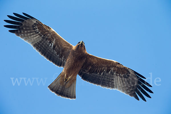 Zwergadler (Aquila pennata)