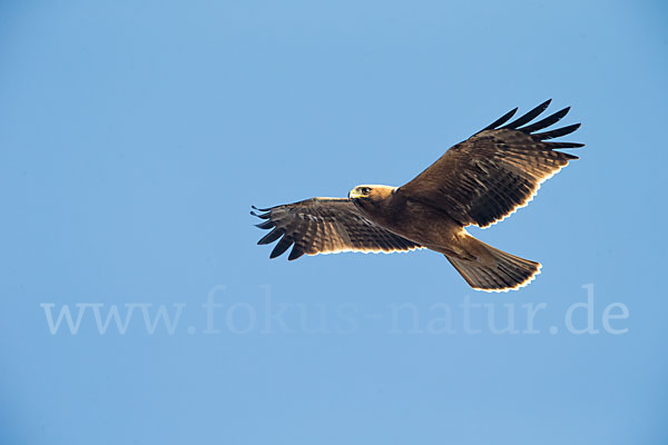 Zwergadler (Aquila pennata)