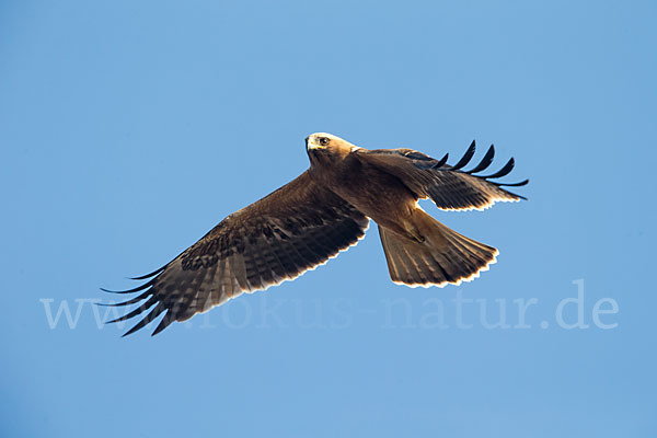 Zwergadler (Aquila pennata)