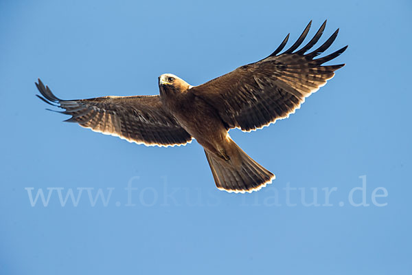 Zwergadler (Aquila pennata)