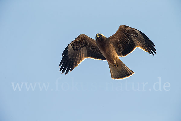 Zwergadler (Aquila pennata)