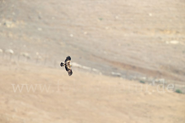 Zwergadler (Aquila pennata)