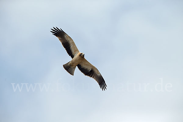 Zwergadler (Aquila pennata)