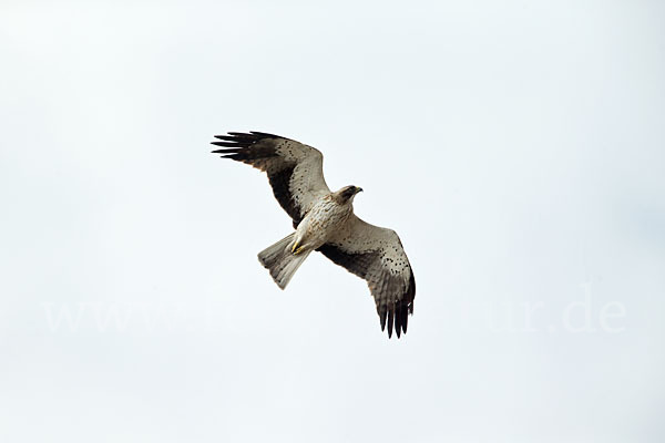 Zwergadler (Aquila pennata)