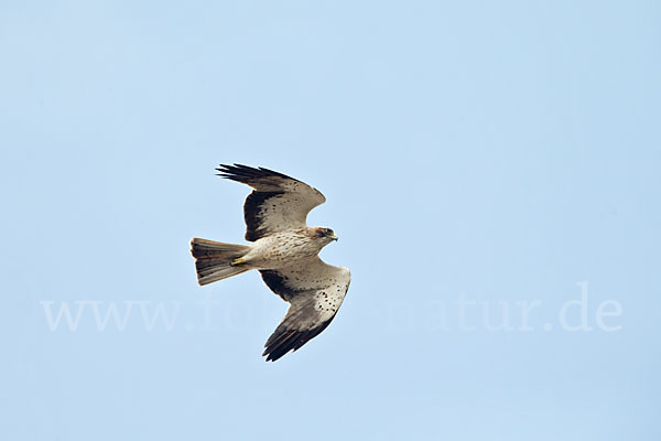 Zwergadler (Aquila pennata)